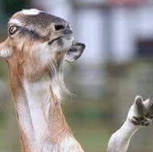 Meet your Posher, Kurtis